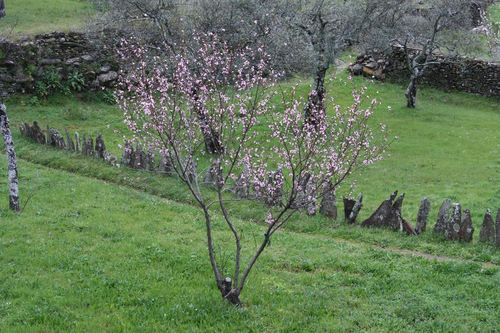 Affittacamere Casa Zambrana Pinofranqueado Esterno foto